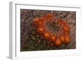 USA, Arizona, Tucson, Saguaro National Park, Rincon Mountain District-Peter Hawkins-Framed Photographic Print