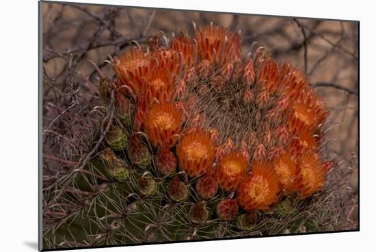 USA, Arizona, Tucson, Saguaro National Park, Rincon Mountain District-Peter Hawkins-Mounted Photographic Print