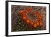 USA, Arizona, Tucson, Saguaro National Park, Rincon Mountain District-Peter Hawkins-Framed Photographic Print