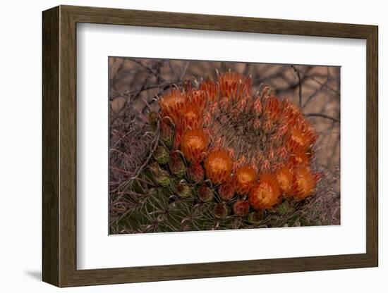 USA, Arizona, Tucson, Saguaro National Park, Rincon Mountain District-Peter Hawkins-Framed Photographic Print