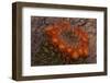 USA, Arizona, Tucson, Saguaro National Park, Rincon Mountain District-Peter Hawkins-Framed Photographic Print