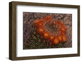 USA, Arizona, Tucson, Saguaro National Park, Rincon Mountain District-Peter Hawkins-Framed Photographic Print