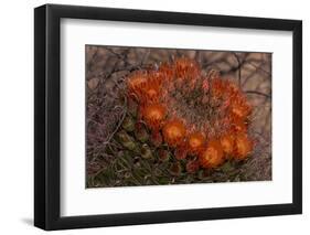 USA, Arizona, Tucson, Saguaro National Park, Rincon Mountain District-Peter Hawkins-Framed Photographic Print