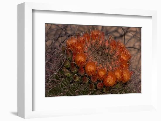 USA, Arizona, Tucson, Saguaro National Park, Rincon Mountain District-Peter Hawkins-Framed Photographic Print