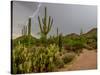 USA, Arizona, Tucson, Saguaro National Park West, Lightning-Peter Hawkins-Stretched Canvas