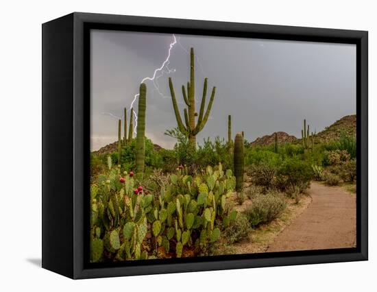 USA, Arizona, Tucson, Saguaro National Park West, Lightning-Peter Hawkins-Framed Stretched Canvas