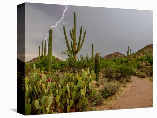 USA, Arizona, Tucson, Saguaro National Park West, Lightning-Peter Hawkins-Stretched Canvas