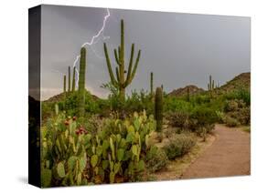 USA, Arizona, Tucson, Saguaro National Park West, Lightning-Peter Hawkins-Stretched Canvas