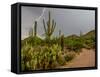 USA, Arizona, Tucson, Saguaro National Park West, Lightning-Peter Hawkins-Framed Stretched Canvas