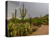 USA, Arizona, Tucson, Saguaro National Park West, Lightning-Peter Hawkins-Stretched Canvas