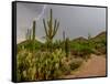 USA, Arizona, Tucson, Saguaro National Park West, Lightning-Peter Hawkins-Framed Stretched Canvas