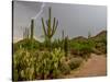 USA, Arizona, Tucson, Saguaro National Park West, Lightning-Peter Hawkins-Stretched Canvas