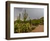 USA, Arizona, Tucson, Saguaro National Park West, Lightning-Peter Hawkins-Framed Photographic Print