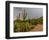 USA, Arizona, Tucson, Saguaro National Park West, Lightning-Peter Hawkins-Framed Photographic Print