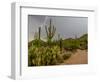 USA, Arizona, Tucson, Saguaro National Park West, Lightning-Peter Hawkins-Framed Photographic Print