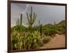 USA, Arizona, Tucson, Saguaro National Park West, Lightning-Peter Hawkins-Framed Photographic Print