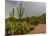 USA, Arizona, Tucson, Saguaro National Park West, Lightning-Peter Hawkins-Mounted Photographic Print