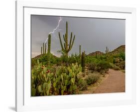 USA, Arizona, Tucson, Saguaro National Park West, Lightning-Peter Hawkins-Framed Photographic Print