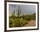 USA, Arizona, Tucson, Saguaro National Park West, Lightning-Peter Hawkins-Framed Photographic Print