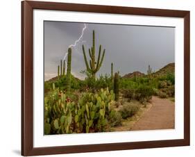 USA, Arizona, Tucson, Saguaro National Park West, Lightning-Peter Hawkins-Framed Photographic Print