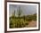 USA, Arizona, Tucson, Saguaro National Park West, Lightning-Peter Hawkins-Framed Photographic Print