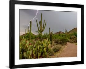 USA, Arizona, Tucson, Saguaro National Park West, Lightning-Peter Hawkins-Framed Photographic Print