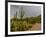 USA, Arizona, Tucson, Saguaro National Park West, Lightning-Peter Hawkins-Framed Photographic Print