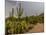 USA, Arizona, Tucson, Saguaro National Park West, Lightning-Peter Hawkins-Mounted Photographic Print