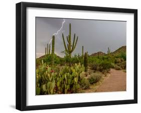 USA, Arizona, Tucson, Saguaro National Park West, Lightning-Peter Hawkins-Framed Photographic Print