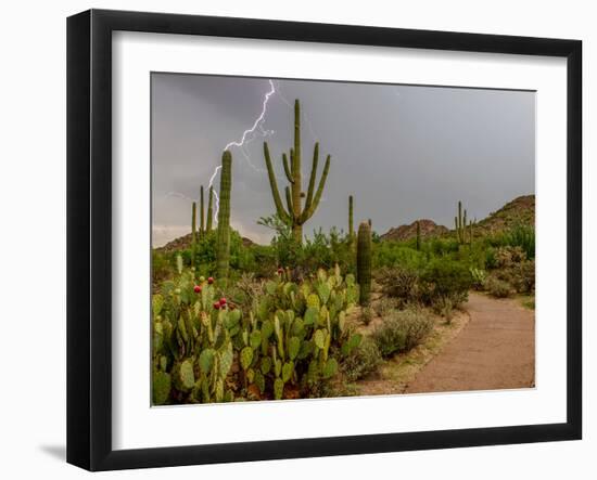 USA, Arizona, Tucson, Saguaro National Park West, Lightning-Peter Hawkins-Framed Photographic Print