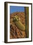 Usa, Arizona, Tucson, Saguaro National Park, west section.-Peter Hawkins-Framed Photographic Print