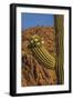 Usa, Arizona, Tucson, Saguaro National Park, west section.-Peter Hawkins-Framed Photographic Print