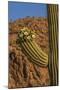 Usa, Arizona, Tucson, Saguaro National Park, west section.-Peter Hawkins-Mounted Photographic Print