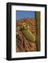 Usa, Arizona, Tucson, Saguaro National Park, west section.-Peter Hawkins-Framed Photographic Print