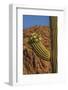 Usa, Arizona, Tucson, Saguaro National Park, west section.-Peter Hawkins-Framed Photographic Print