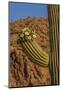 Usa, Arizona, Tucson, Saguaro National Park, west section.-Peter Hawkins-Mounted Photographic Print