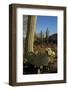 Usa, Arizona, Tucson, Saguaro National Park, west section.-Peter Hawkins-Framed Photographic Print