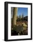 Usa, Arizona, Tucson, Saguaro National Park, west section.-Peter Hawkins-Framed Photographic Print