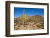 Usa, Arizona, Tucson, Saguaro National Park, west section.-Peter Hawkins-Framed Photographic Print