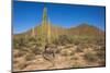 Usa, Arizona, Tucson, Saguaro National Park, west section.-Peter Hawkins-Mounted Photographic Print