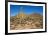 Usa, Arizona, Tucson, Saguaro National Park, west section.-Peter Hawkins-Framed Photographic Print