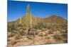 Usa, Arizona, Tucson, Saguaro National Park, west section.-Peter Hawkins-Mounted Photographic Print