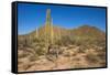 Usa, Arizona, Tucson, Saguaro National Park, west section.-Peter Hawkins-Framed Stretched Canvas