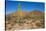 Usa, Arizona, Tucson, Saguaro National Park, west section.-Peter Hawkins-Stretched Canvas
