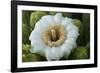 Usa, Arizona, Tucson, Saguaro National Park, west section.-Peter Hawkins-Framed Photographic Print