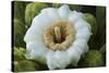 Usa, Arizona, Tucson, Saguaro National Park, west section.-Peter Hawkins-Stretched Canvas