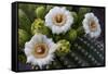 Usa, Arizona, Tucson, Saguaro National Park, west section.-Peter Hawkins-Framed Stretched Canvas