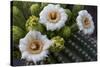 Usa, Arizona, Tucson, Saguaro National Park, west section.-Peter Hawkins-Stretched Canvas