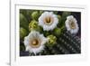 Usa, Arizona, Tucson, Saguaro National Park, west section.-Peter Hawkins-Framed Photographic Print