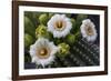 Usa, Arizona, Tucson, Saguaro National Park, west section.-Peter Hawkins-Framed Photographic Print